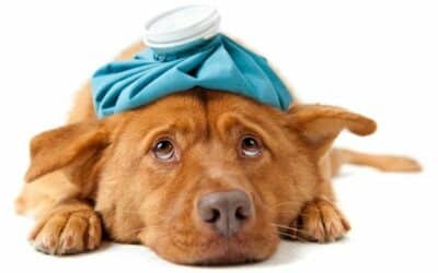 Top 10 psích nemocí