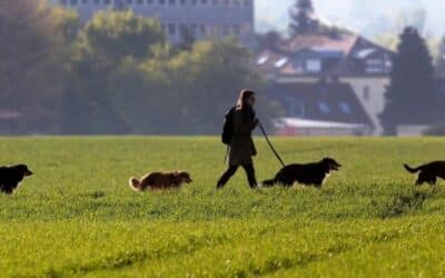 5 důvodů, proč každý den chodit se svým psem na procházky
