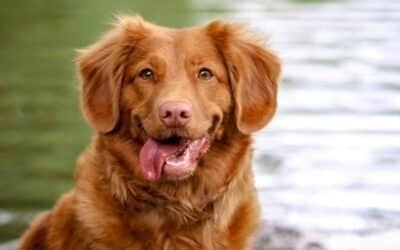 5 způsobů, jak vychovat sebevědomého psa