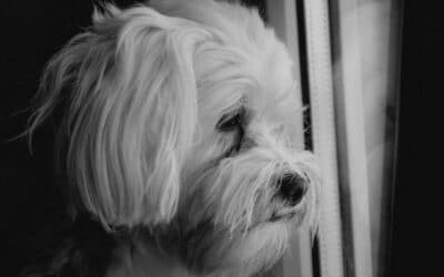 Proč ztráta psa může být bolestivější než smrt člena rodiny