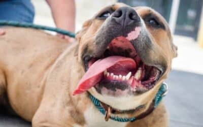 Jednoduché způsoby, jak zlepšit zdraví zubů vašeho psa