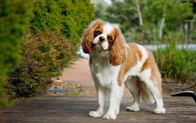 7 psích plemen, která jsou v letním žáru ohrožena