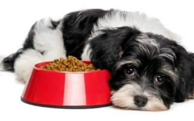 Proč můj pes nejí?