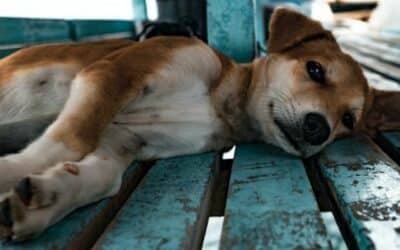 6 důvodů proč psi zvracejí, které souvisí s jídlem