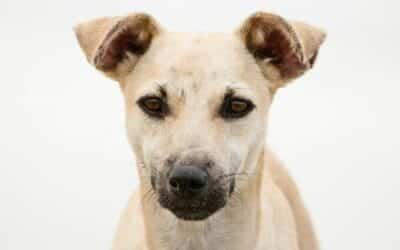 Pokud je vaše plemeno psa na tomto seznamu, ujistěte se, že mu čistíte uši každý týden!