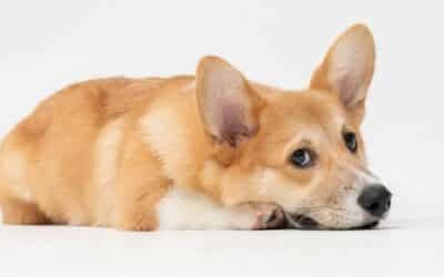 Ovlivňuje váš stres vašeho psa? Věda říká ano!