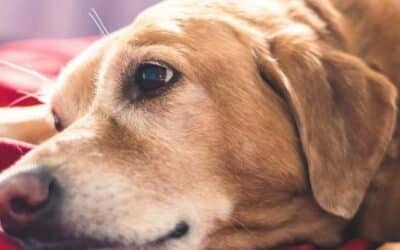 5 tipů pro zmírnění alergií u vašeho staršího psa