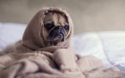 7 způsobů, jak vám vaše štěně tajně říká, že je ve stresu