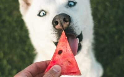 12 sezónních druhů ovoce a zeleniny, které můžete toto léto sdílet se svým psem