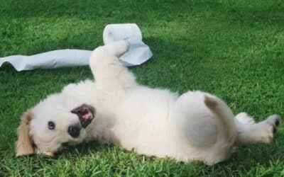 Studie odhaluje, že psi mají fázi vzpurného dospívání