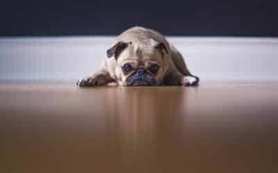 Proč psi tahají zadky po podlaze?