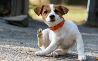 Smutná role potravinové alergie v životě psů (bohužel bude stále častější)