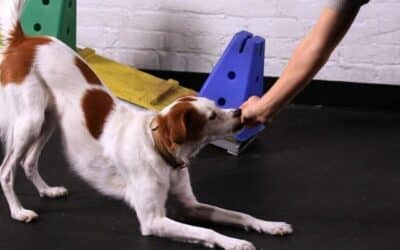 10 způsobů, jak dát svému psovi více duševní stimulace