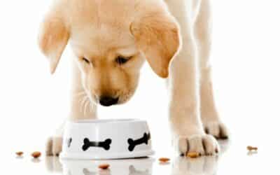 Kolik byste měli krmit štěně (kompletní průvodce)