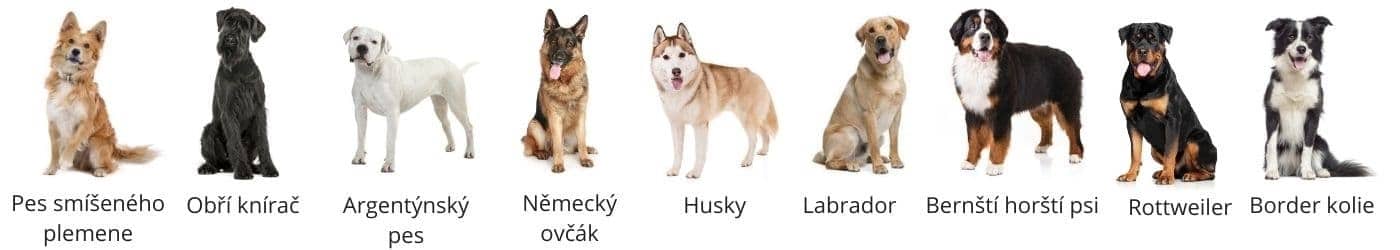 kutyafajták.cz