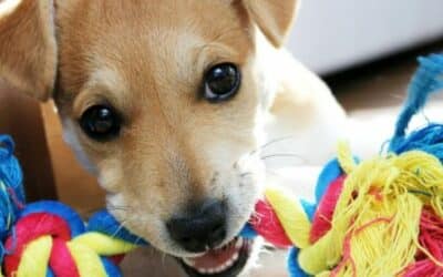 7 výhod pravidelného hraní se psem