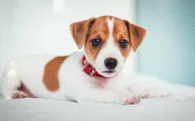 Informace o štěňatech ve věku 0-1 týdnů (podrobný průvodce)