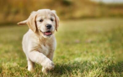 Informace o štěňatech ve věku 8-12 týdnů (podrobný průvodce)