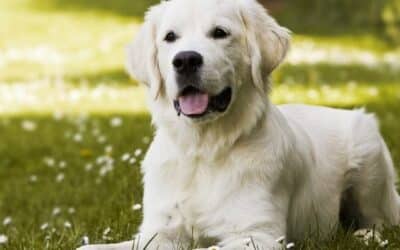 Informace o štěňatech ve věku 3-6 měsíců (podrobný průvodce)