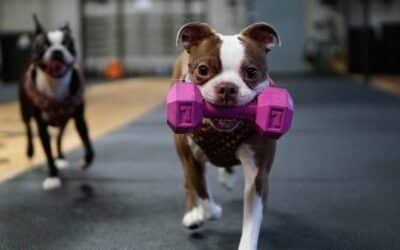 Hubnutí pro obézní psy (kompletní průvodce)