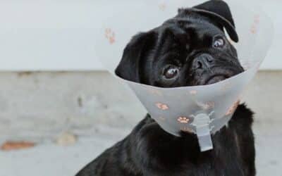 Proč si psi olizují rány?