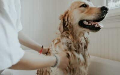 Jak svému psovi usnadnit koupel