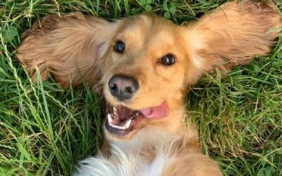 10 tipů na úsporu peněz pro majitele psů