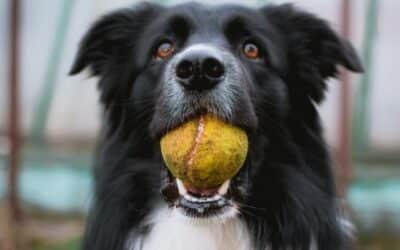 5 důvodů, proč je hra pro psy důležitá