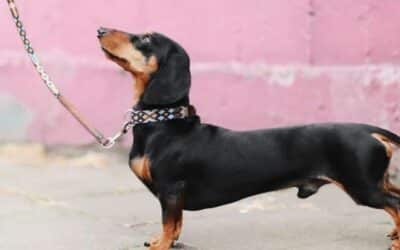 Jak jsem odnaučil svého psa tahat na vodítku