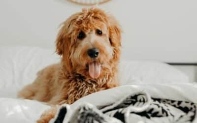 Studie zjistila, že ženy spí lépe se psem po boku