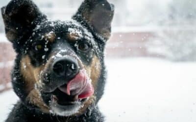 15 tipů zimní péče pro vašeho psa