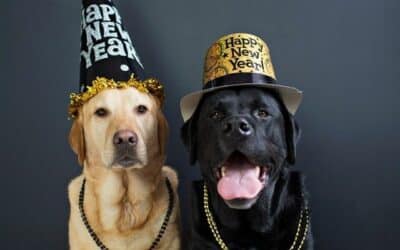 16 tipů, jak udržet své mazlíčky v bezpečí na Silvestra