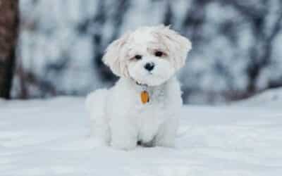 Bezpečnost domácích mazlíčků na zimní dovolené