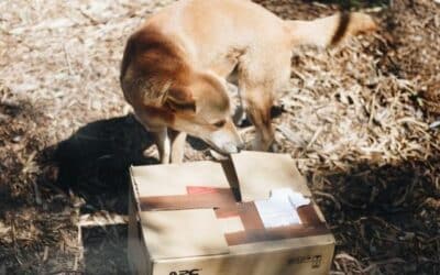 Tipy, jak zabránit tomu, aby váš pes štěkal na doručovatele
