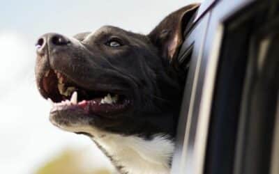 Připraveno na jízdu autem: Jak bezpečně zajistit svého psa v jakémkoli vozidle