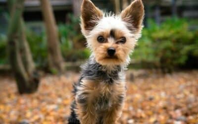 8 rozkošných hypoalergenních plemen pro majitelé psů s alergií na psy