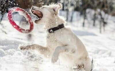 Udržujte svého psa v kondici pomocí těchto zábavných cvičení