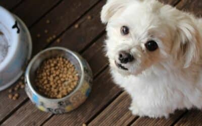 Bezpečná zelená zelenina pro vašeho psa!