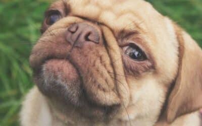 Pohled do očí vašeho psa uvolňuje váš hormon lásky