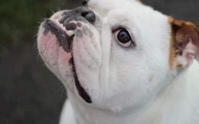 5 nejlepších způsobů, jak váš pes čte vaše emoce