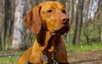 Která psí plemena potřebují nejdelší procházky?