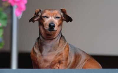 Pomoc! Můj pes přestal chodit a nemůže se hýbat