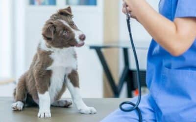 Jak pro vašeho psa najít správného veterináře