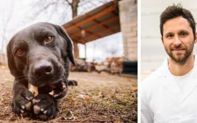 Zajímalo by mě, jestli můžu dávat mému kříženci labradora, německého ovčáka a maďarského ohaře tzv. prasečí kost?