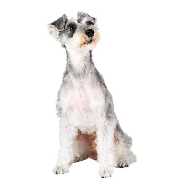 dog old