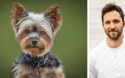 Můj yorkšír se hodně škrábe. Vyzkoušel jsem různé přípravky doporučované na internetu. Žádný z nich ale nepomohl. Prosím pomozte.