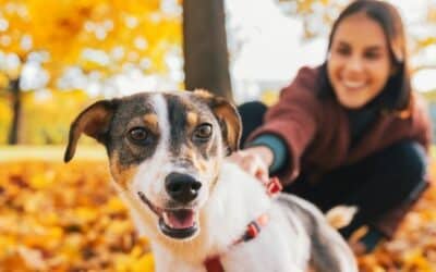 Pes a podzimní alergie: Když tvůj nejlepší přítel také trpí