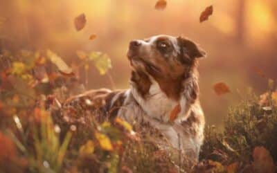 Podzimní výlety se psem – Inspirace od CricksyDog