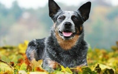 Podzimní tipy na stravu pro psy – Co by měli psi jíst na podzim? Jaké živiny mohou v tomto období potřebovat?