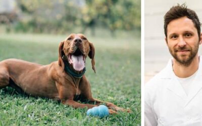 Mám maďarského ohaře, téměř rok starého. Kdy a jak mám přejít na psí krmivo pro dospělé psy?